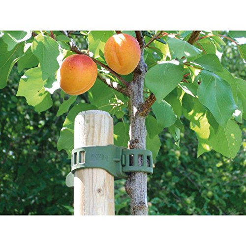 10 Stück Pflanzenbinder, Softbinder, Kabelbinder, Planzenclips, Flexbinder in grün zur Sicherung und Unterstützung von Pflanzen – SET, Kabelbinder:11 x 260 mm - 5