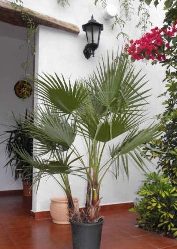 Preisvergleich Produktbild Samen Paket: 2 Washingtonia Rota n In Set n Zwei