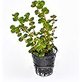 Rotala rotundifolia hi red Aquarium Live Plant Pot for Aquascaping