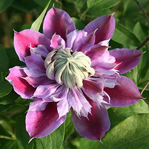 50pcs mischte Farben Clematis Florida Seeds Garten, krautige Kletterpflanze Pflanze - 3