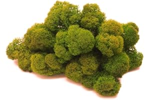 preserved Mousse de Renne stabilisée, Lichen de Renne Mur Vegetal Interieur, Cadre Vegetal, Terrarium, Decoration Naturelle, DIY, Tableau Vegetal, compositions Florales (Mousse, 100 grammes)