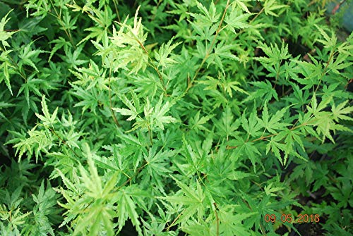 Preisvergleich Produktbild Japanischer HANAMI NISHI by Farmerly