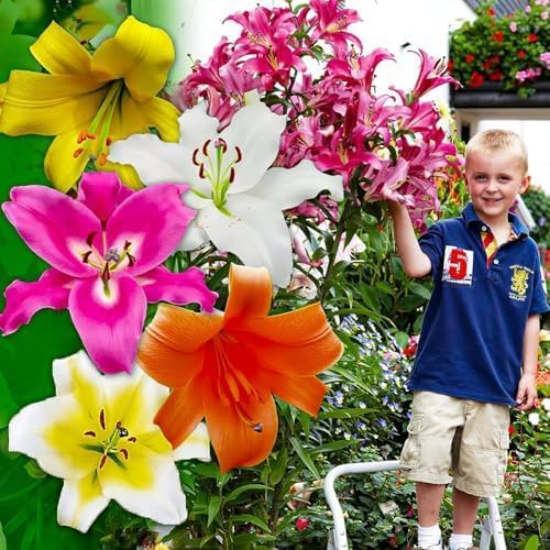 Avantages, Atouts et Limites du Dutch Bulbs Jätte Liljeknölbjörn samling förp