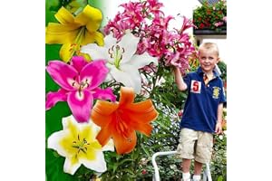 Dutch Bulbs Jätte Liljeknölbjörn samling, förpackning med 15 knölar