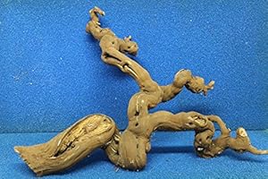 ZAC WAGNER 50-70 cm XXL Weinrebe Terrarium Wurzel Weinrebenholz Weinrebenwurzel