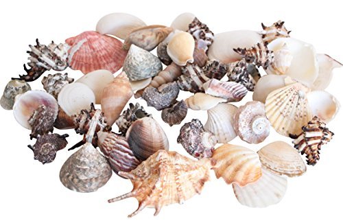 Confezione Di Conchiglie Naturali Tropicali 1 Kg Casa Decorazione Bagno