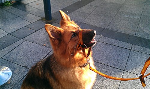 DOGMATIC-HEADCOLLAR-PADDED-CUSHIONED-WEBBING-PCW-ORANGE-SIZE-4