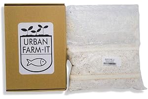 Urban Farm-It Mushroom Oyster Spawn (White Elm) 1L | Fresh, Fast Growing Mushroom Grain Spawn | Gardening Gifts for Women, Men & Kids | Fun, Easy to Use & Delicious to Eat | Sustainable & Reliable