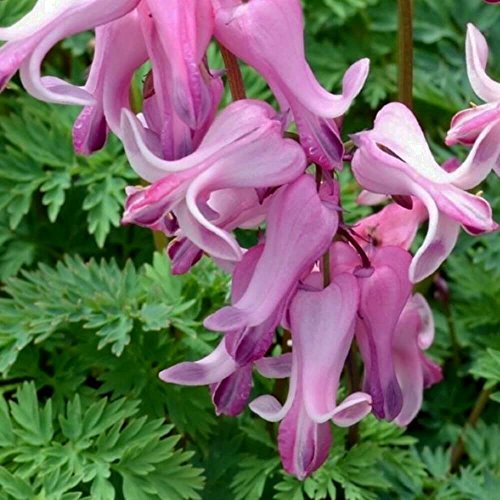 lichtnelke - Zwergige Herzblume (Dicentra) Amore Pink