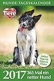 Hunde-Tageskalender 2017: 365 Mal ein netter Hund by 