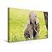 Produktbild Calvendo Premium Textil-Leinwand 45 cm x 30 cm Quer, Auszeit - Elefantenbaby ruht Sich im Schutz Seiner Mutter aus | Wandbild, Bild auf Keilrahmen, Fertigbild Masai Mara, Kenia, Afrika Tiere Tiere
