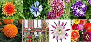 NooElec Seeds India Combo Of 8 Type Of Flower Seeds, Multicolour, 120+ Seeds