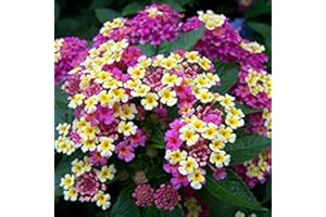 Lantana camara graines.