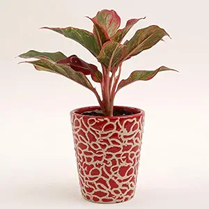 Ferns N Petals Red Aglaonema Plant In Red Ceramic Pot 5.5 x 5 Inches