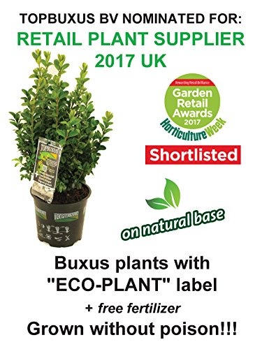 5 Buchsbaum Pflanzen 45-50cm + gratis Dünger. Zertifiziert mit dem TOPBUXUS ECO-PLANT-Label. Gezüchtet ohne Gift. - 4