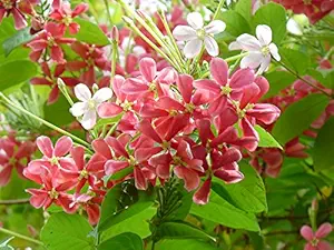 Nelesa Gardening Live Madhumalati Honeysuckle Rangoon Creeper Flower Plant