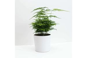 HAPPY GREEN SHOP Asparagus Fern `Plumosus nanus` - 10 Seeds + Plant tag + Freebie (Asparagus setaceus plumosus nanus)