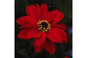 Dahlia Tubers 'Bishop of Llandaff' Half-Hardy Perennial Scarlet-Red Flowers Perfect for Cottage Garden Beds, Borders & Containers: 1x Tuber by Thompson & Morgan (1)