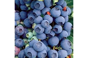 Carbeth Plants - Fruit Plants - Grow Your Own Fruit Garden - Blueberry Plant 'Bluecrop' in 9cm Pot