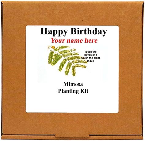 Personalised Happy Birthday Mimosa Sensitive Plant Kit - Unusual Indoor Gardening Gift