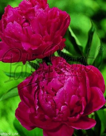 Beetpflanzen (Paeonia officinalis 'Rubra Plena') Pfingstrose rot