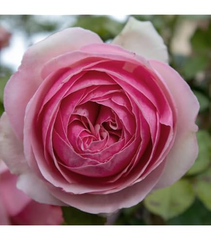 Rosa Mister Lincoln® Meilland a cespuglio in vaso 19 cm Rosa Mister Lincoln® Meilland a cespuglio in vaso 19 cm