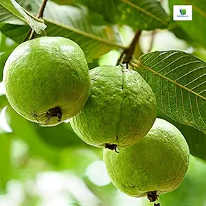 Mphmi Guava Sardar L49, Amrud ( Grown through seeds ) - Plant