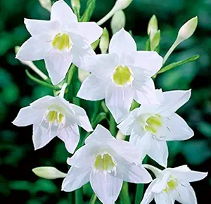 FernsFly Amazon lily | Eucharis lily is a Tropical Flower Bulbs Home Outdoor Gardening Bulbs Blooming Planting Home Gardening (Pack Of 4)