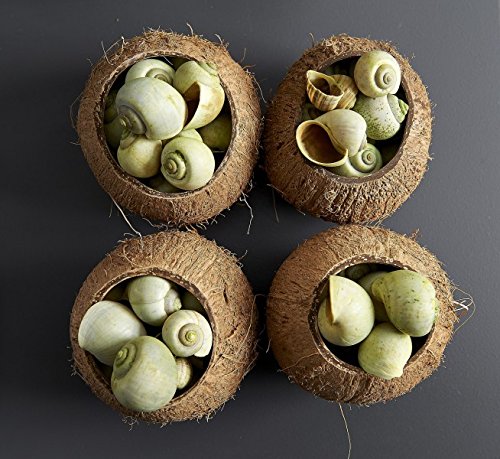 NaDeco® Kokos Becher | Kokosnuss Schale | Kokosbecher | echte Deko Kokosnuss | Kokosnussschalen | Deko Kokosnuss | Beach Party | Beach Club Deko - 3