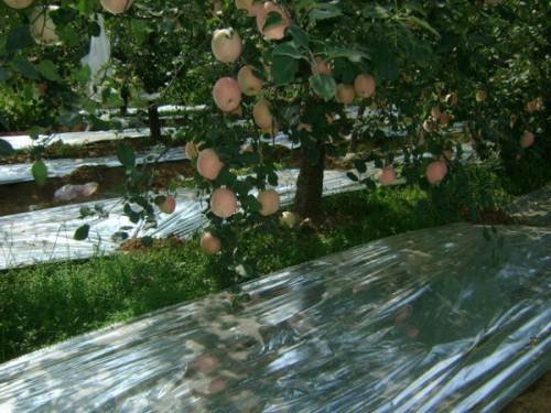 NAVAdeal 2Pcs 82″x47″ Hydroponics hoch-reflektorisch Mylar Garten Deckblatt - 6