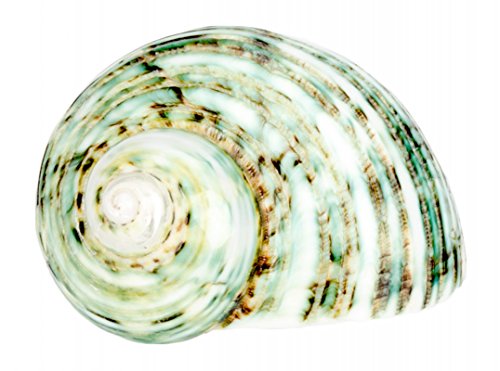 NaDeco® Turbo argyrostomus geschliffen ca. 5cm | grünes Schneckenhaus | Meereschnecke | Deko Schnecke