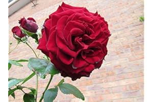 GORGEOUS GARDEN ROSES Crimson Cascade - 5.5lt Potted Climbing Garden Rose - Deep Red, Repeat Flowering Blooms