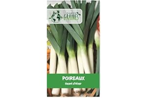 PLANETE GRAINES 100 graines de Poireau Géant hiver - robuste - Variété Rustique et Très Productive pour Récoltes d'Hiver