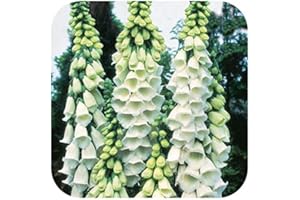 GROWTANICAL Foxglove White Digitalis 'Purpurea Alba' x 6 Large Perennial Plug Plants