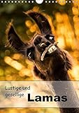 Lustige und gesellige Lamas 2016 (Wandkalender 2016 DIN A4 hoch): Liebevoll gestaltete Lama Fotografien. (Geburtstagskalender, 14 Seiten ) (CALVENDO Tiere) by