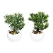 Produktbild Bonsai sort.18cm i.w.Ker.-topf
