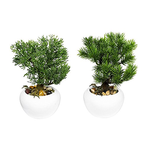 Preisvergleich Produktbild Bonsai sort.18cm i.w.Ker.-topf