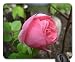 Produktbild Pink dream in my garden.... Mouse Pad, Mousepad (Flowers Mouse Pad)
