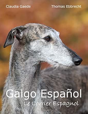 Galgo Español Le Lévrier Espagnol