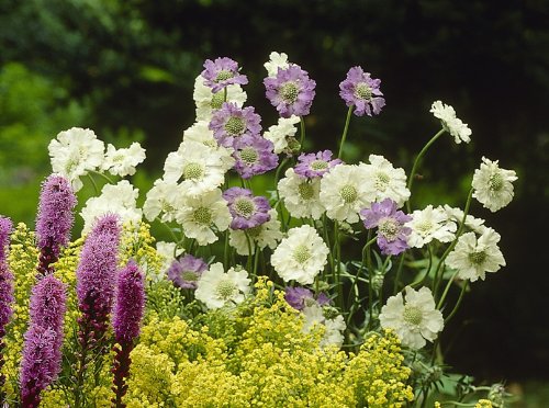 Staude Witwenblume weiß blühend, 5 Stauden