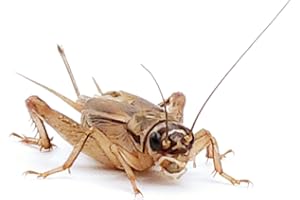 Eurocrickets | Levande fodersyrsor storlek nr 7 (19–25 mm) Extra stor