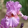 FernsFly® IMP. Hybrid Bearded Iris Dwarf & Multi cut Aromatic Winter Flower Rhizome Home Pot/Land Gardening Reblooming Replanting (Pack of 1 Califlora Persian Berry Bearded Iris)