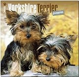 Yorkie Puppies 2015 - Yorkshire Terrier Welpen: Original BrownTrout-Kalender [Mehrsprachig] [Kalender] by 