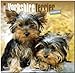 Yorkie Puppies 2015 - Yorkshire Terrier Welpen: Original BrownTrout-Kalender [Mehrsprachig] [Kalender] by 
