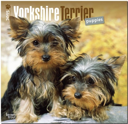 Yorkie Puppies 2015 - Yorkshire Terrier Welpen: Original BrownTrout-Kalender [Mehrsprachig] [Kalender]