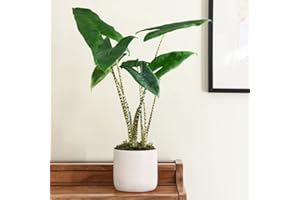 THOMPSON & MORGAN Alocasia Zebrina Indoor Potted House Plants for Home, Office, Conservatory Tiger Striped Foliage Elephant Ear Plant Exotic Shiny Dark Green Likes Warm Temperatures 1 x 17cm Pot by Thompson and Morgan