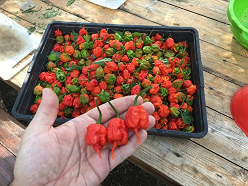 60 REINEN SAMEN der 6 HEIßESTEN UND SCHMACKHAFT CHILI in der WELT – KOLLEKTION 6 BIS: TRINIDAD MORUGA SCORPION RED, BROWN BHUTLAH, FATALII, CHEIRO ROXA, HABANERO YELLOW BULLET, SATAN’S KISS – DIE FRüCHTE SIND NICHT ENTHALTEN - 3