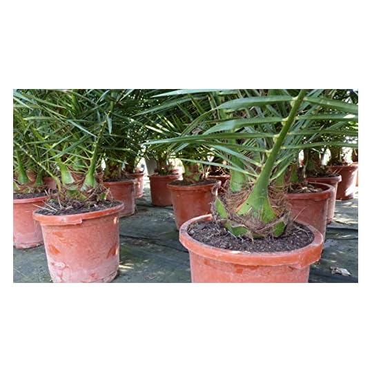 gruenwaren jakubik Palme XXL 180 cm Phoenix canariensis, kanarische