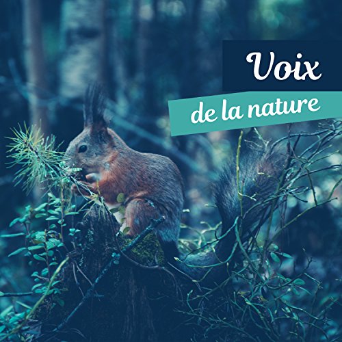Voix de la nature - Calme mélodie de la nature pour la détente, Sons relaxants de pluie, Rythme de vie, Sons agréables