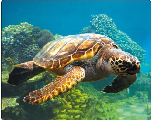 Tier-Mousepad / Mauspad MOTIV 64 - SCHILDKRÖTEN: "MEERES-SCHILDKRÖTE" - Qualitäts-Mousepad aus extrem reissfestem Spezialkautschuk mit stark haftender Unterseite für optimalen Halt - kompatibel für alle Maustypen